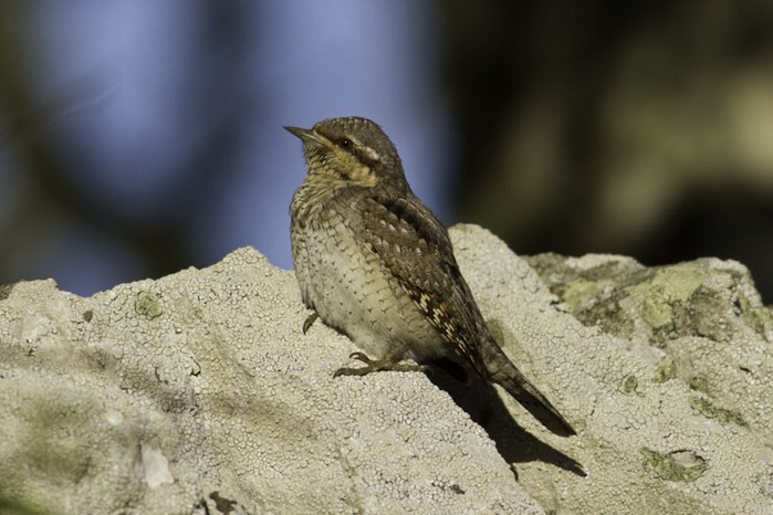 Wryneck