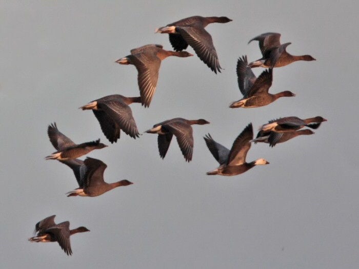 Lesser Snow Goose