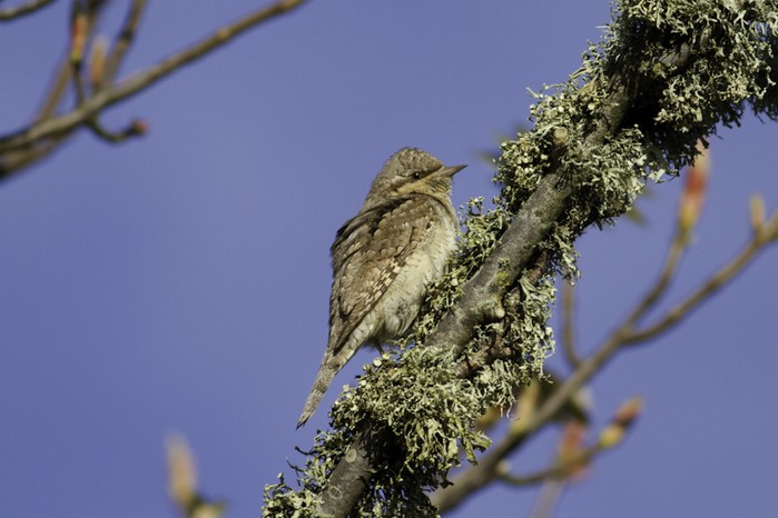 Wryneck