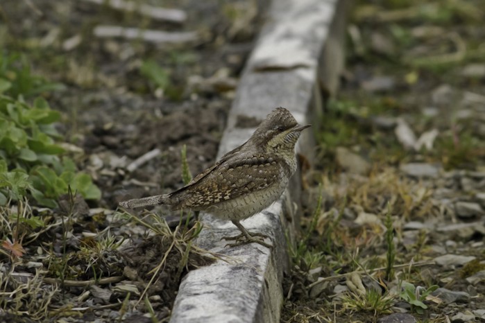 Wryneck