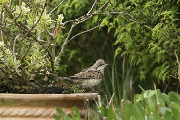 Wryneck
