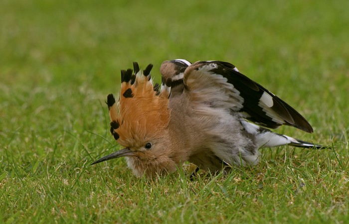 Hoopoe