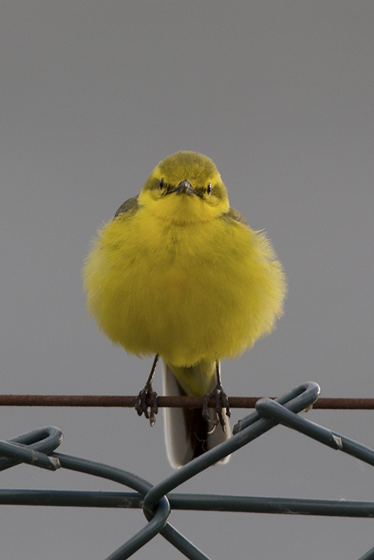 Yellow Wagtail