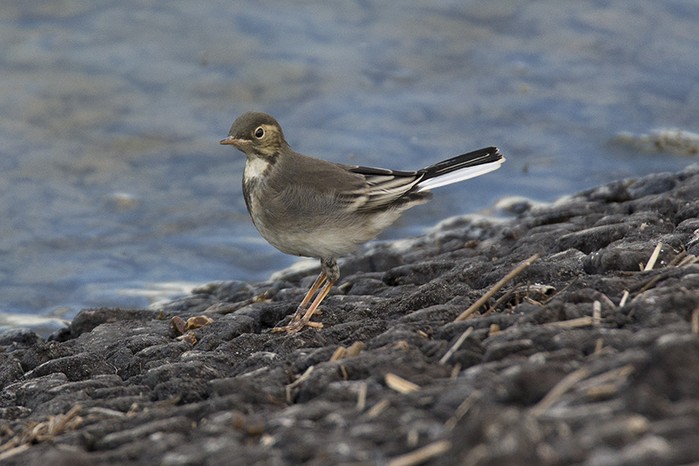Pied Wagtail