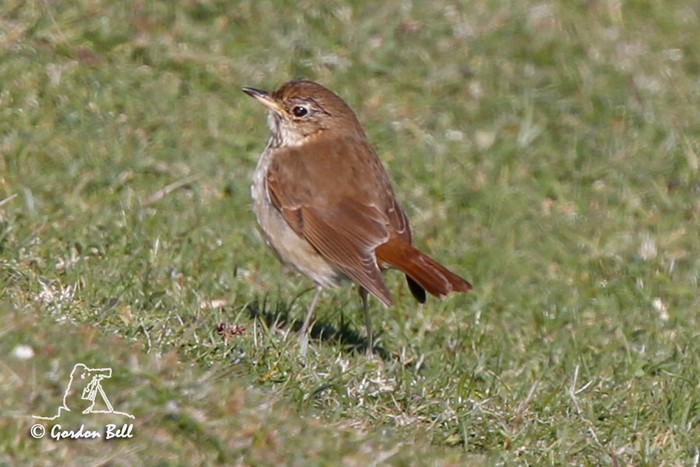 Hermit Thrush