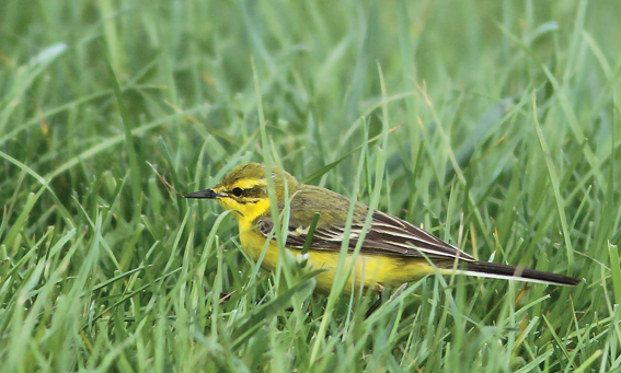 Yellow Wagtail