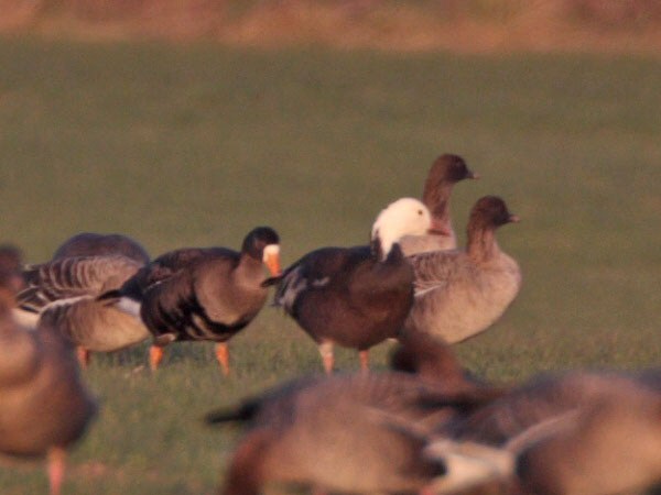 Lesser Snow Goose