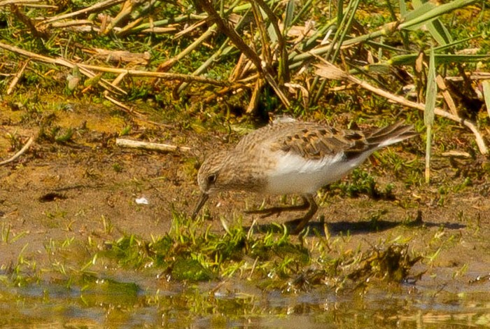 Temminck's Stint