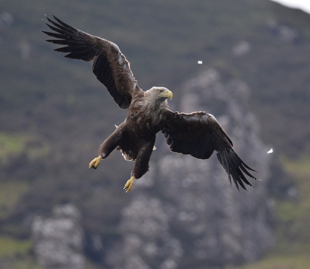 White-tailed Eagle