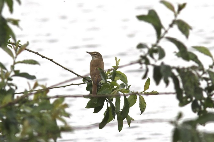 Great Reed Warbler