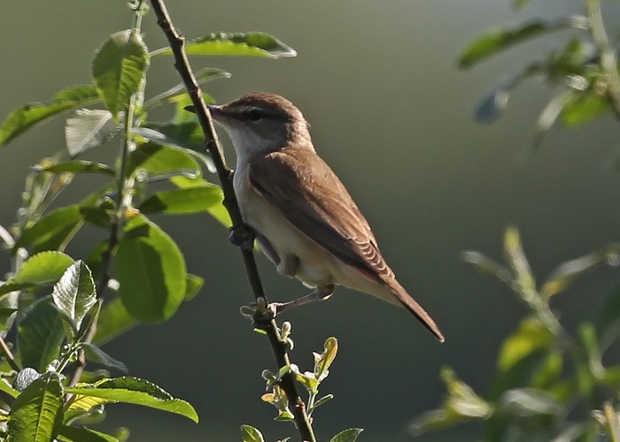 Great Reed Warbler