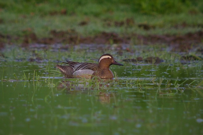 Garganey