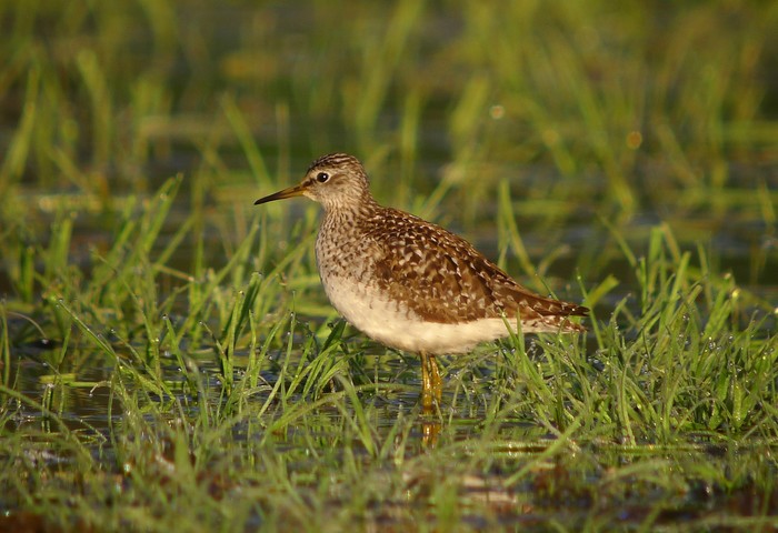 Wood Sandpiper