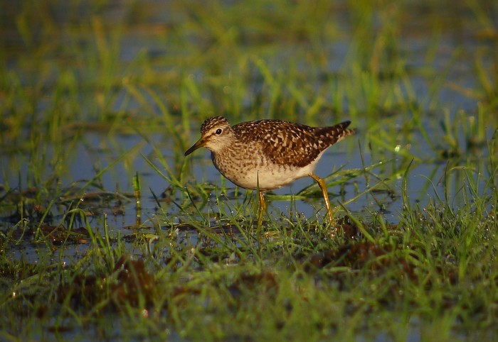 Wood Sandpiper