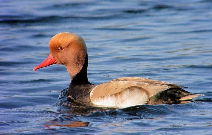 Red-crested Pochard