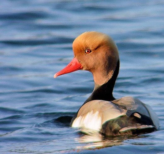 Red-crested Pochard