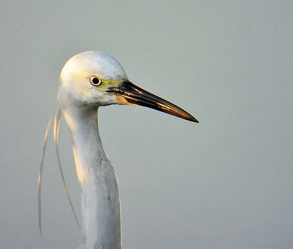Little Egret
