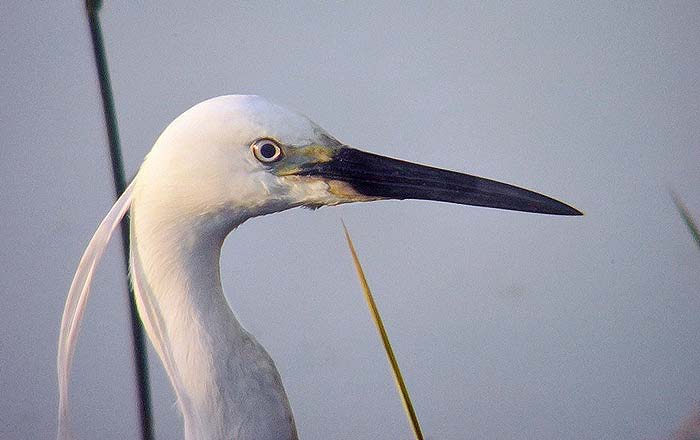 Little Egret