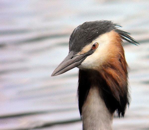 Great Crested Grebe