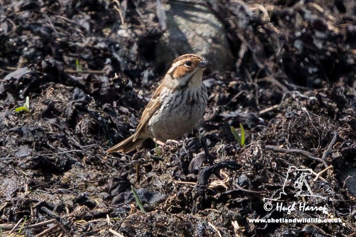 Little Bunting