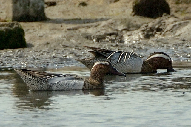 Garganey
