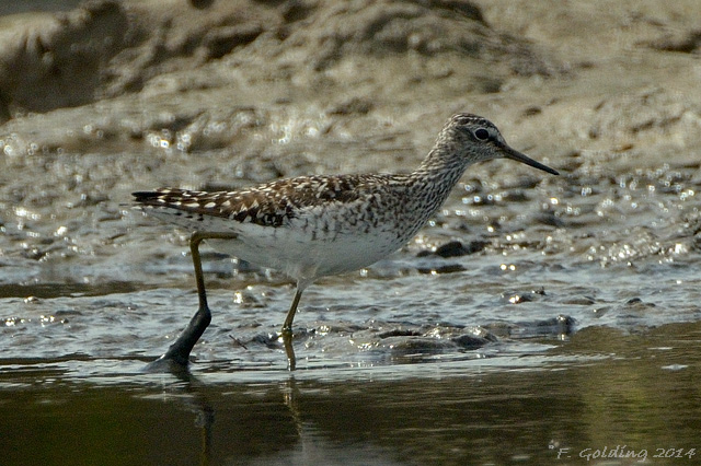 Wood Sandpiper