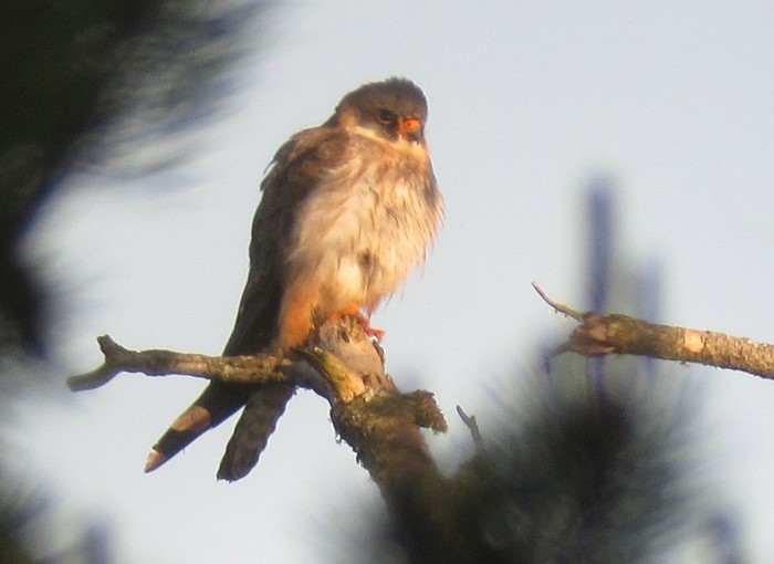 Red-footed Falcon