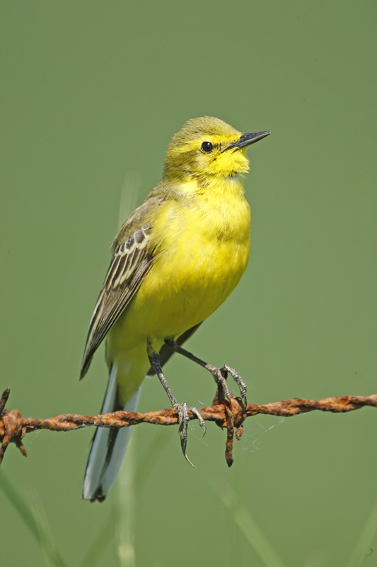 Yellow Wagtail