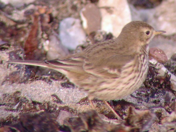 Buff-bellied Pipit