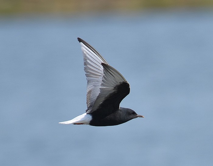 White-winged Black Tern