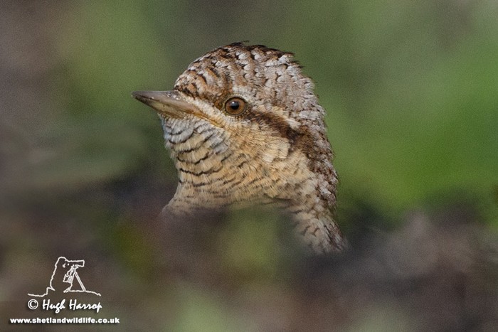 Wryneck