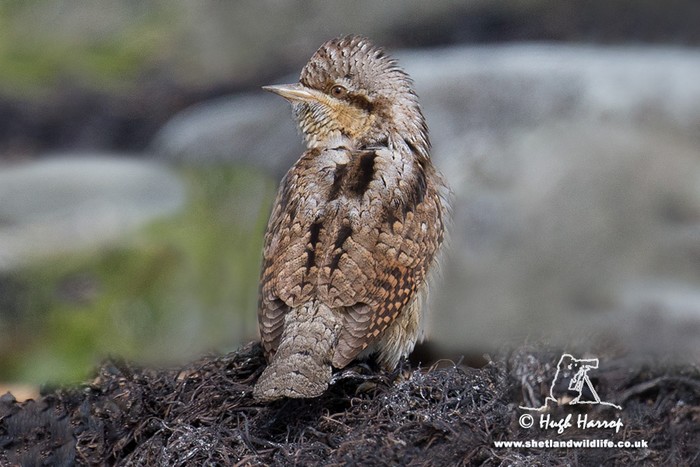 Wryneck