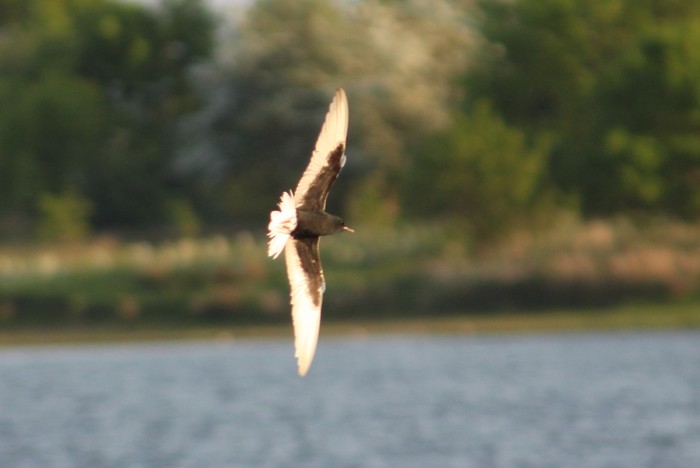 White-winged Black Tern