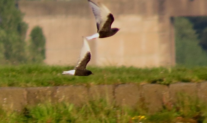 White-winged Black Tern