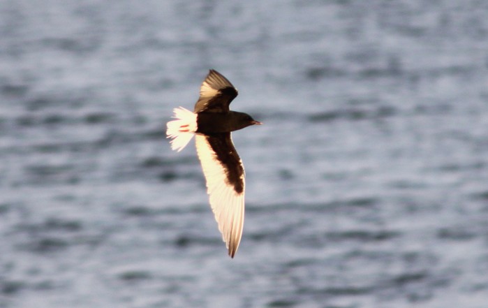White-winged Black Tern