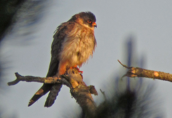 Red-footed Falcon