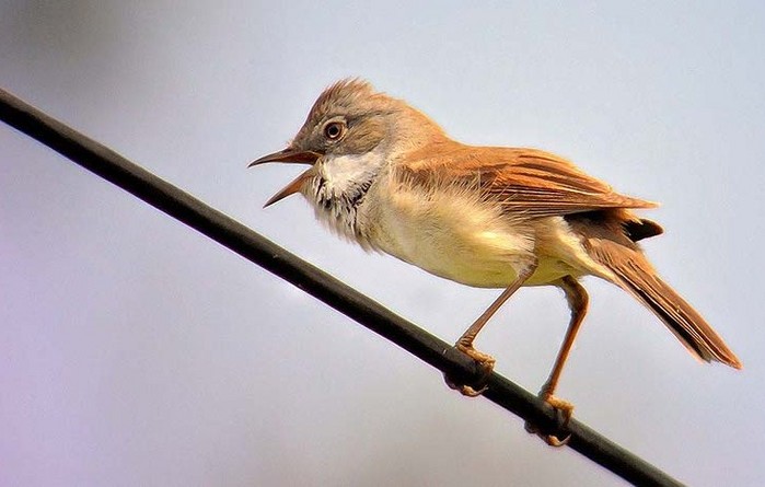 Whitethroat