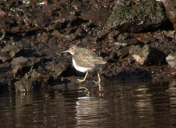 Spotted Sandpiper