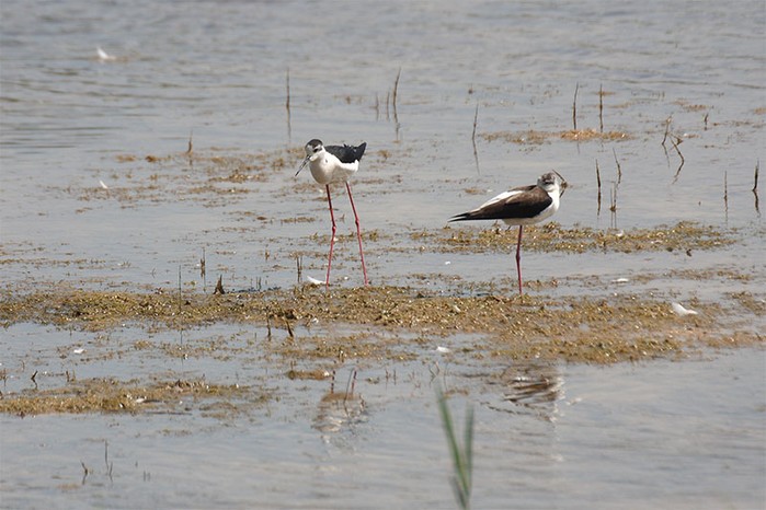 Black-winged Stilt
