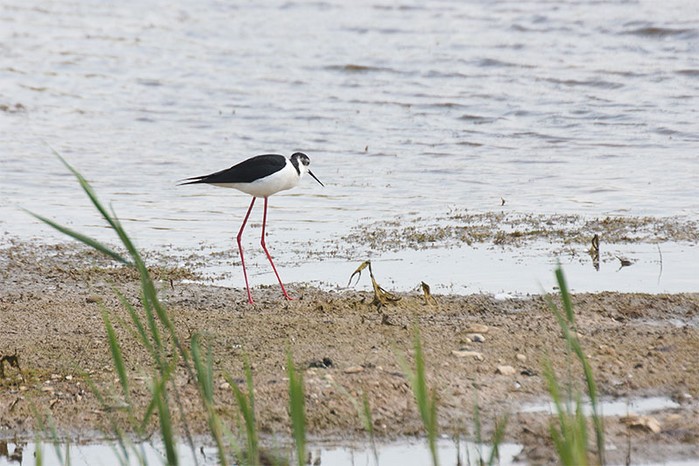 Black-winged Stilt