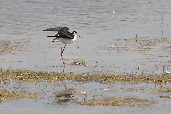 Black-winged Stilt