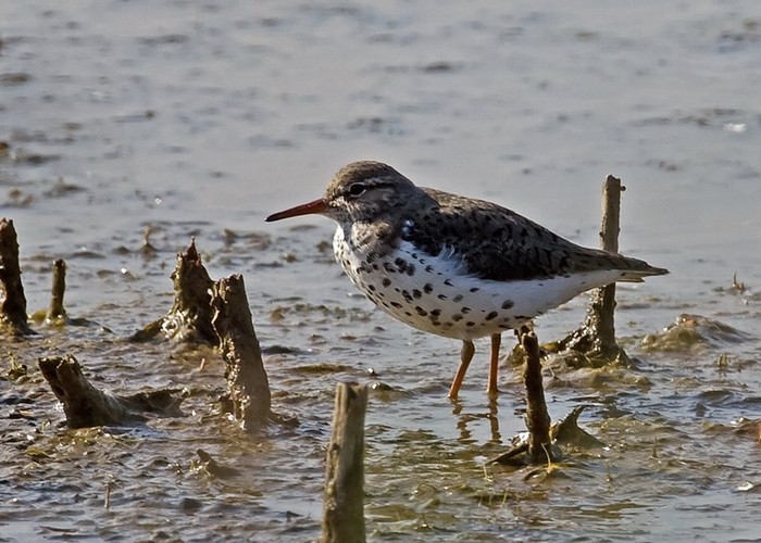 Spotted Sandpiper