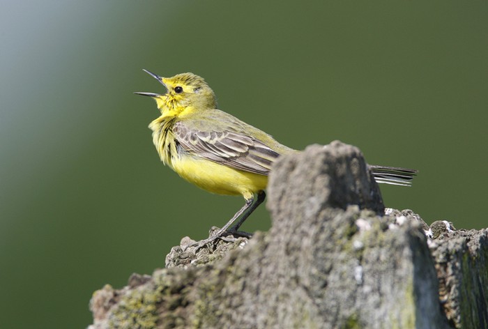 Yellow Wagtail