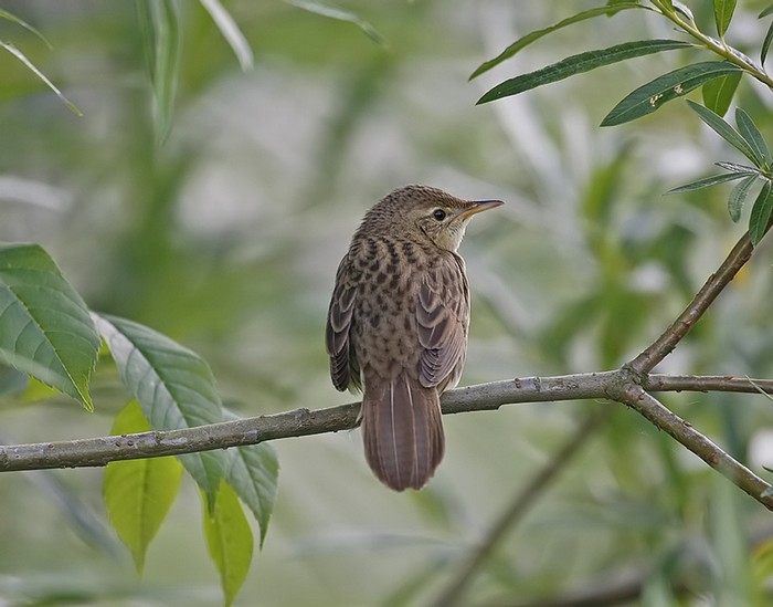 Grasshopper Warbler