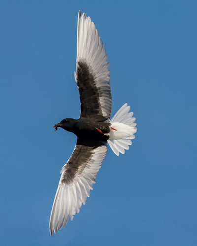 White-winged Black Tern