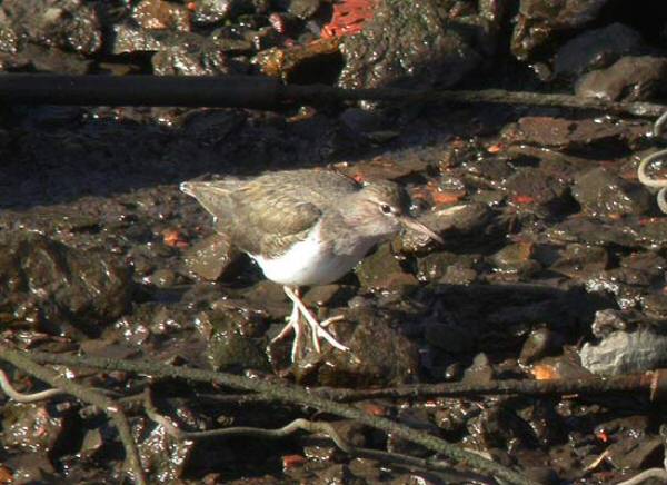 Spotted Sandpiper