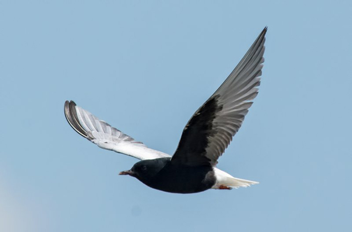 White-winged Black Tern