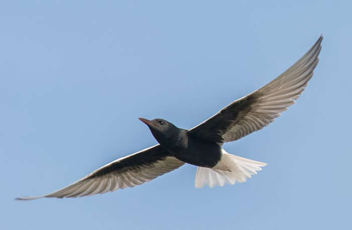 White-winged Black Tern