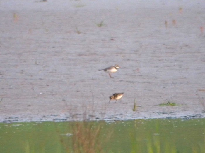 Broad-billed Sandpiper