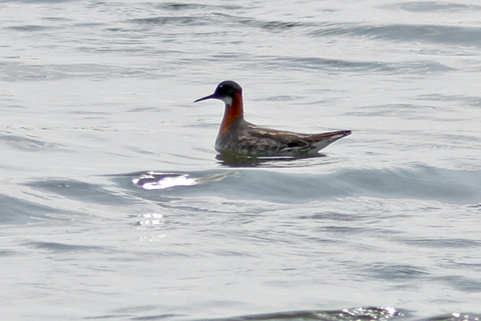 Red-necked Phalarope